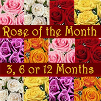 Roses delivered fresh monthly