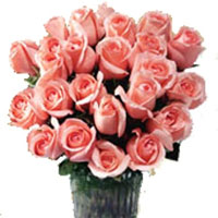 One dozen Pink Roses for delivery